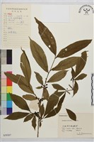 山鼠李藏品圖，第1張