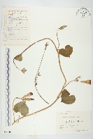 圓葉牽牛藏品圖，第1張