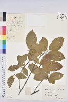 白木烏臼藏品圖，第1張