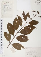 風箱樹藏品圖，第1張