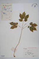 竹節參藏品圖，第1張