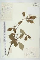 燈臺樹藏品圖，第1張