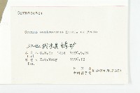 燈臺樹藏品圖，第3張