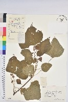 登錄號:S059345藏品圖，第1張