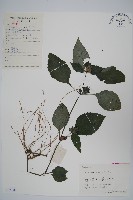 少花馬藍藏品圖，第1張