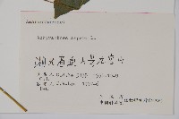 土牛膝藏品圖，第2張