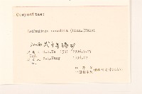 大丁草藏品圖，第3張