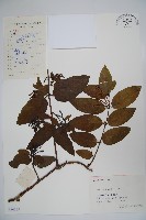 裡白忍冬、紅腺忍冬藏品圖，第1張