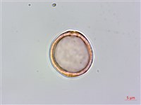 山油麻藏品圖，第1張