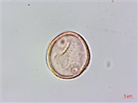 山油麻藏品圖，第2張