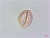 山油麻藏品圖，第3張