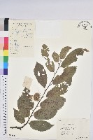 茅栗藏品圖，第1張