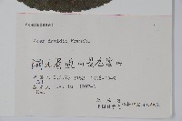 青榨槭藏品圖，第2張