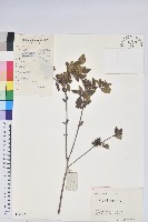 唐杜鵑、大屯杜鵑、中原氏杜鵑藏品圖，第1張