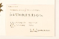 島田氏雞兒腸藏品圖，第3張