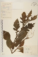 野茼蒿藏品圖，第1張