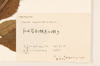 野茼蒿藏品圖，第3張