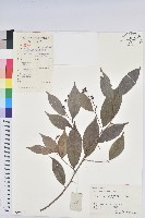 日本五月茶、南投五月茶藏品圖，第1張