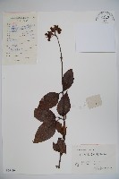 松田氏莢迷、宜昌莢迷藏品圖，第1張