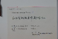 松田氏莢迷、宜昌莢迷藏品圖，第2張