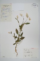 青葙藏品圖，第1張