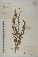 魁蒿藏品圖，第1張