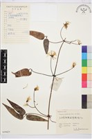 山木通藏品圖，第1張