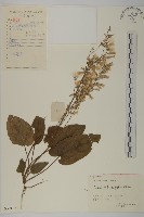 香鬼督郵藏品圖，第1張