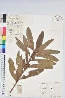 羊躑躅藏品圖，第1張