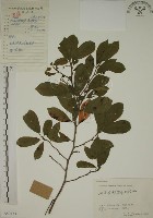 鈍齒鼠李藏品圖，第1張