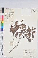 湖北算盤子藏品圖，第1張