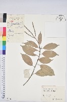 子彈石櫟藏品圖，第1張