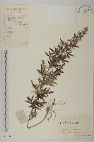 蒙古蒿藏品圖，第1張