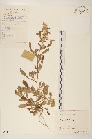 多莖鼠麴草藏品圖，第1張