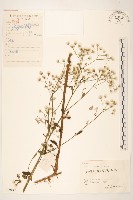 一枝香藏品圖，第1張