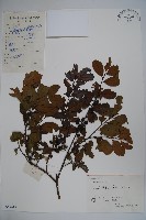 假黃楊藏品圖，第1張