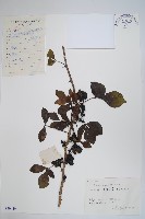 五加藏品圖，第1張