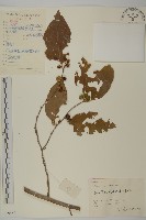 哥蘭葉藏品圖，第1張