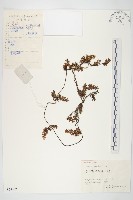 日本菟絲子藏品圖，第1張