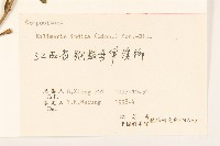 雞兒腸藏品圖，第3張