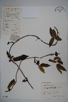 貴州忍冬藏品圖，第1張