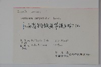 貴州忍冬藏品圖，第2張