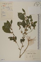 天名精藏品圖，第1張