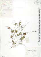 蛇莓、地莓、龍吐珠藏品圖，第1張