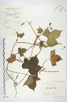 裂葉牽牛藏品圖，第1張