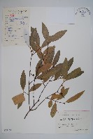 柳葉腊梅藏品圖，第1張