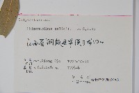 柳葉腊梅藏品圖，第2張