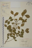 衛矛藏品圖，第1張