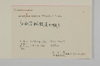 衛矛藏品圖，第3張