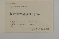 油菊藏品圖，第3張